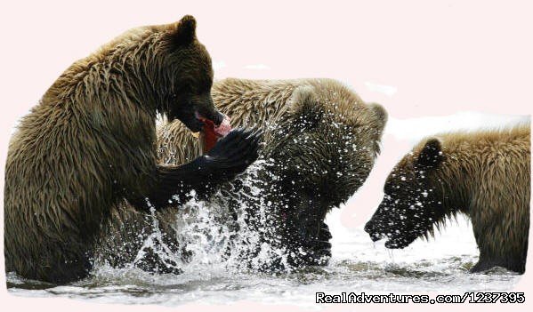 Bears | Upscale Lodging on the Kenai River, Alaska | Image #16/22 | 