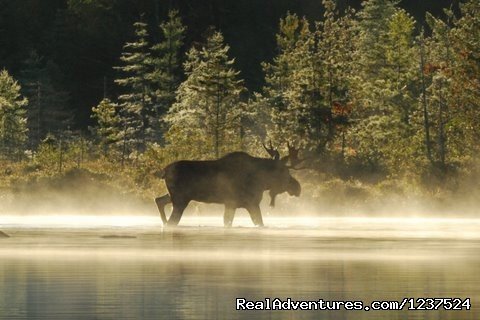 Maine Moose Watching Tours Moosehead Lake Maine | Greenville, Maine  | Wildlife & Safari Tours | Image #1/1 | 