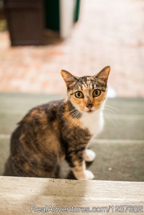 Ms. Kitty, resident outdoor cat | Image #19/19 | Old Town Manor