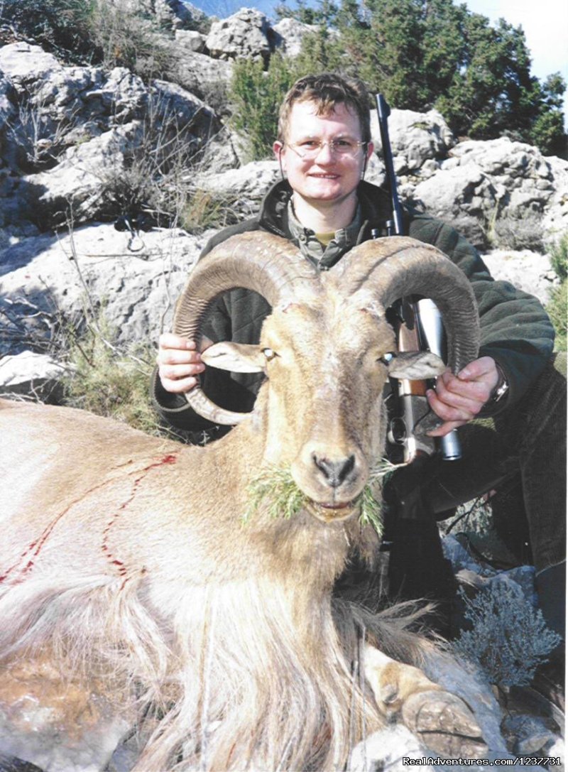 Mähnenschaf - Aoudad sheep Arrui | Hunting Trips to Spain | Image #5/11 | 