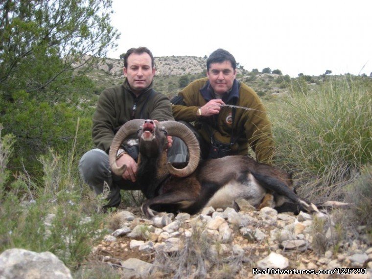 Muflon Muffel Muflon | Hunting Trips to Spain | Image #7/11 | 