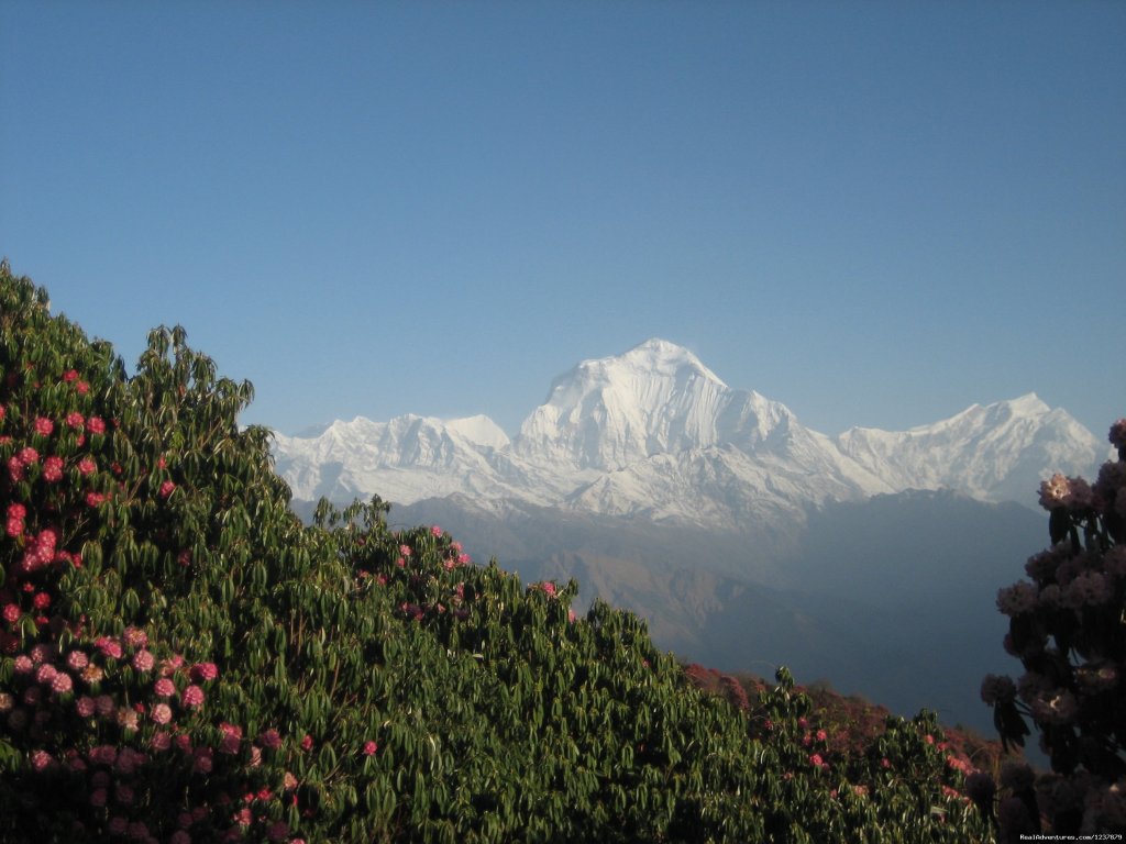 Annapurna Poon Hill Trekking | Trekking in Nepal, Nepal Trekking, Himalaya Trekki | Image #6/26 | 