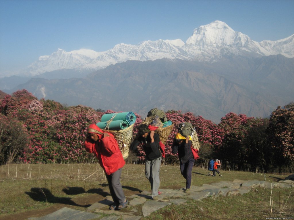Annapurna Rhodondron Trekking (Ghorepani) | Trekking in Nepal, Nepal Trekking, Himalaya Trekki | Image #15/26 | 