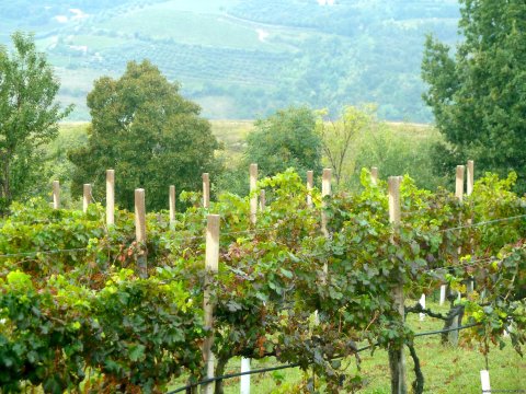 Vineyards in Prosecco