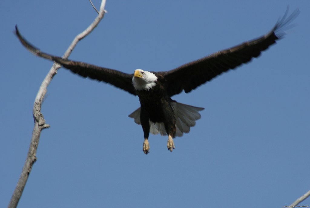 Eagles | View Northern Maine's Boreal Species | Eagle Lake, Maine  | Birdwatching | Image #1/21 | 