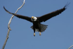 View Northern Maine's Boreal Species | Eagle Lake, Maine Birdwatching | Millinocket, Maine Birdwatching