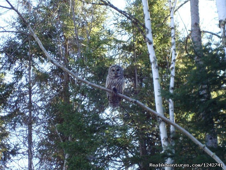 Owls | View Northern Maine's Boreal Species | Image #2/21 | 