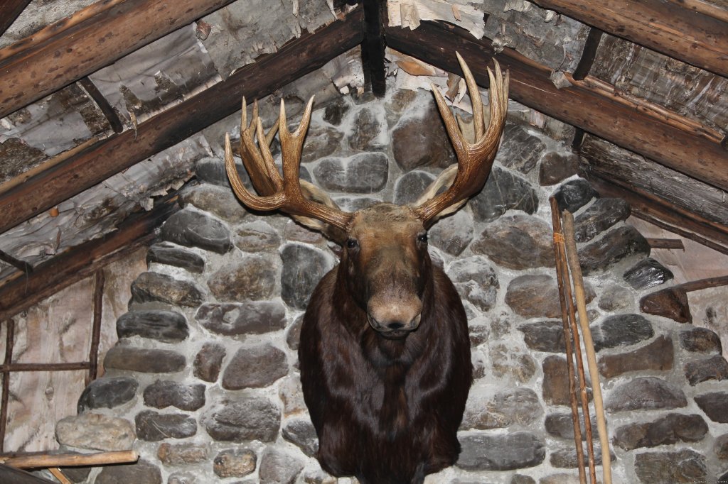 Wildlife at your back door | View Northern Maine's Boreal Species | Image #17/21 | 