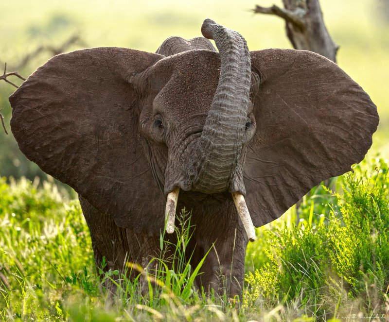 An Elephant At Tarangire Park | 7 Days Classic Lodge Safari in Tanzania | Image #6/8 | 