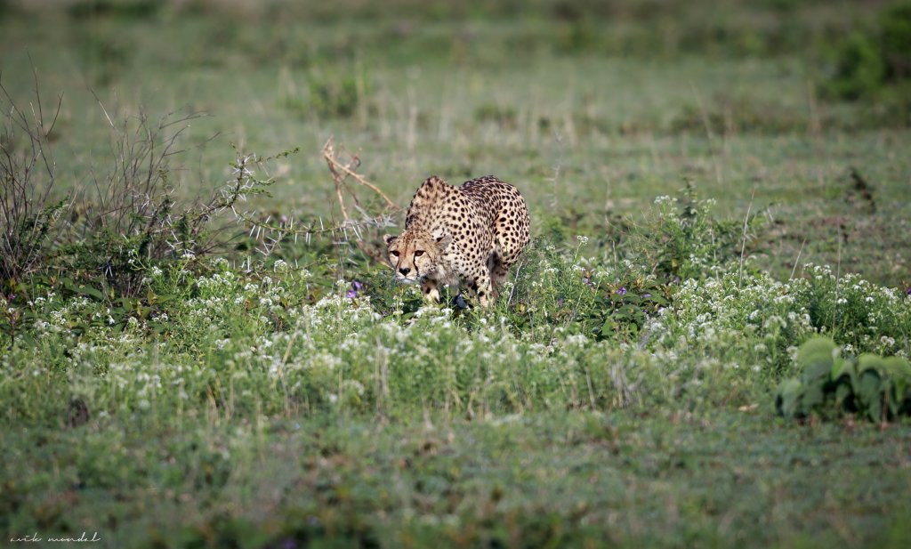 Cheetah Hunting Technique | 7 Days Classic Lodge Safari in Tanzania | Image #2/8 | 