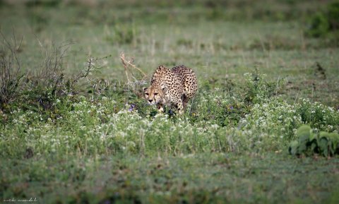 Cheetah Hunting Technique