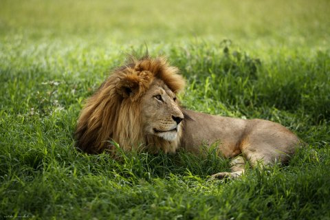 A Lion Male At Serengeti