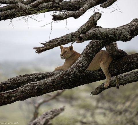 Tree Climbing Lion At Lake Manyara