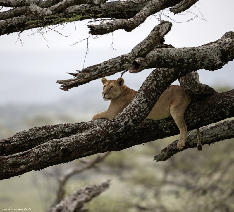 Tree Climbing Lion At Lake Manyara | 7 Days Classic Lodge Safari in Tanzania | Image #7/8 | 