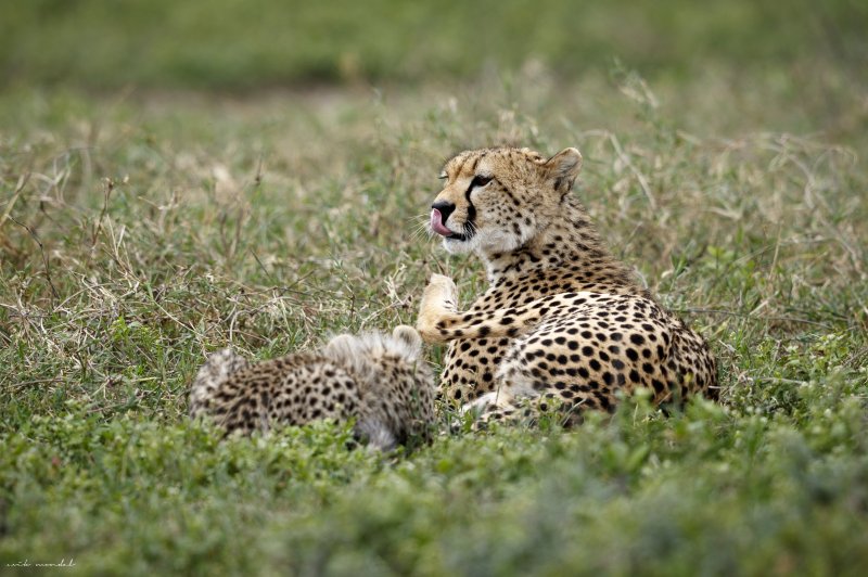 Cheetah With A Cub | 7 Days Classic Lodge Safari in Tanzania | Arusha, Tanzania | Wildlife & Safari Tours | Image #1/8 | 