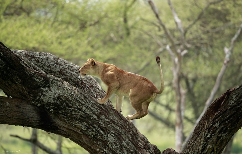 Tree Climbing Lion | 7 Days Classic Lodge Safari in Tanzania | Image #8/8 | 