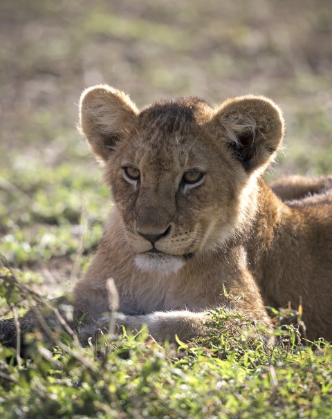 A Lion Cub