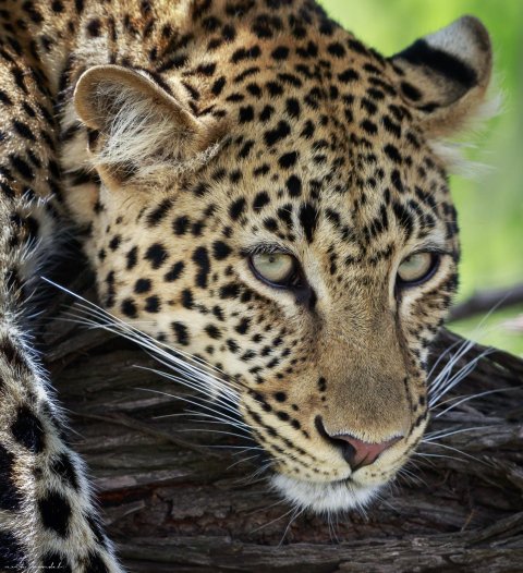 Leopard On The Tree