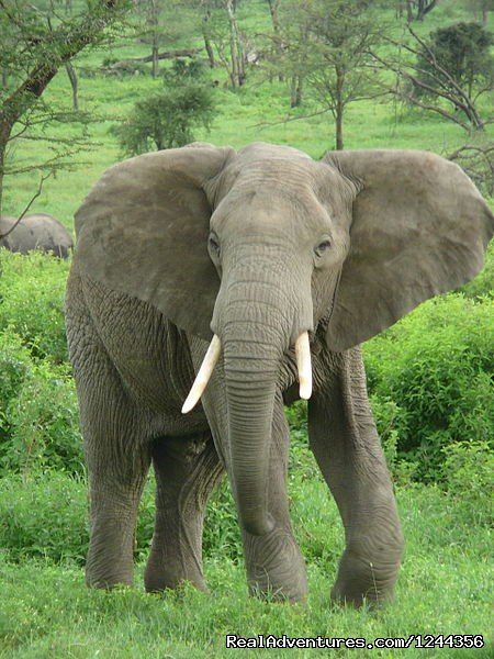 Join us Roika Tours for a lifetime experience | Arusha, Tanzania | Wildlife & Safari Tours | Image #1/12 | 
