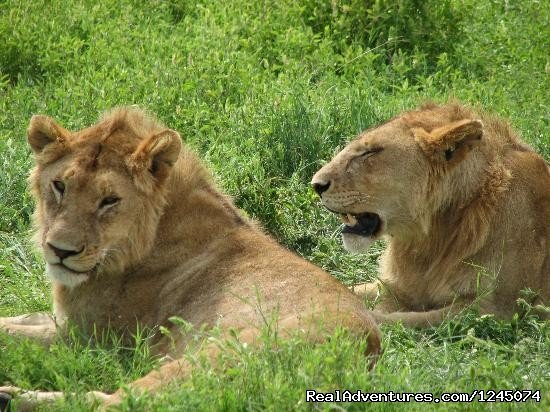 Ruaha National park | Tanzania Holiday Safaris | Image #5/11 | 