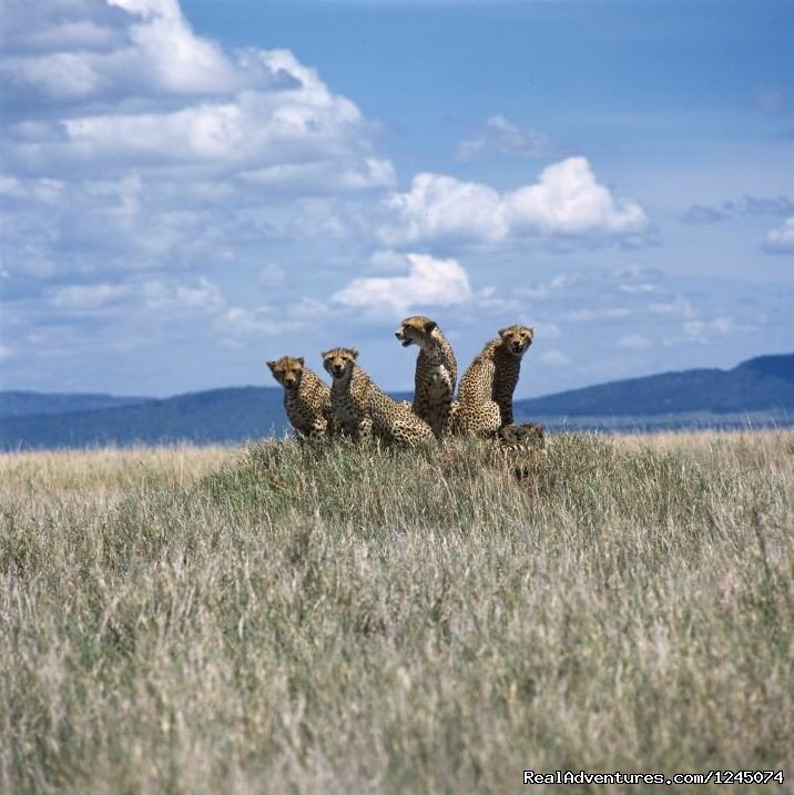 Wild life Tanzania | Tanzania Holiday Safaris | Image #10/11 | 