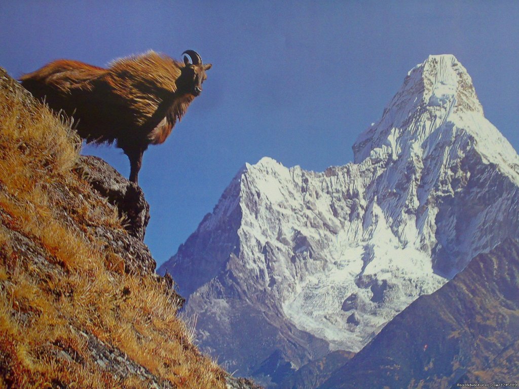 Everest Base Camp Trekking | Everest Base Camp Trekking in Nepal | Image #12/26 | 