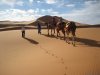Sahara Garden Bivouac | Merzouga, Morocco