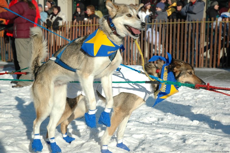 Iditarod Dogs | Iditarod Sled Dog Race Tours & Arctic Adventure | Image #2/25 | 