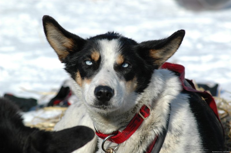 Alaskan Husky | Iditarod Sled Dog Race Tours & Arctic Adventure | Image #16/25 | 