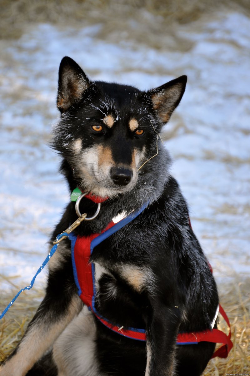 Canine Athletes of the Iditarod  | Iditarod Sled Dog Race Tours & Arctic Adventure | Image #5/25 | 
