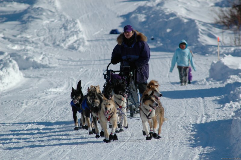 Musher arriving in Elim | Iditarod Sled Dog Race Tours & Arctic Adventure | Wasilla, Alaska  | Dog Sledding | Image #1/25 | 