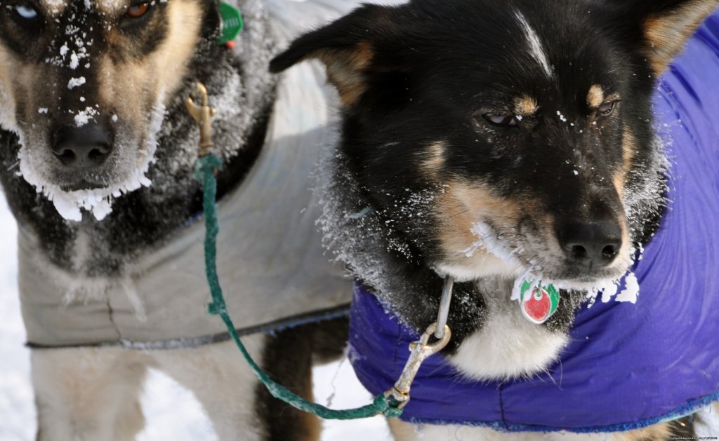 Lead Dogs | Iditarod Sled Dog Race Tours & Arctic Adventure | Image #25/25 | 