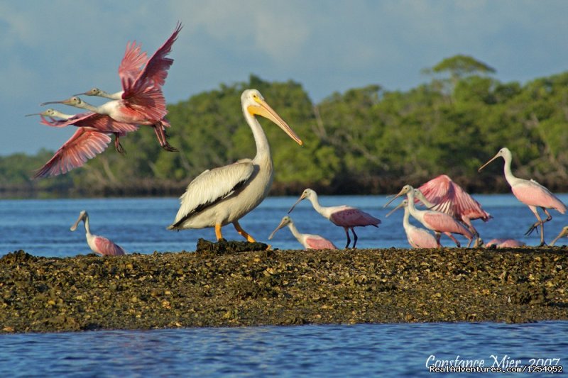 Roseate Spoonbills & White Pelican on Chokoloskee Bay | Everglades Nat'l Park - Boat Assisted Kayak Tour | Image #8/12 | 