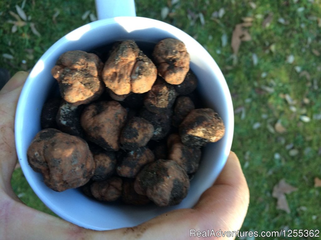 Fresh truffles collected in reserve | Hunting in Tuscany 'Riserva di Caccia Le Corniole' | Image #17/26 | 