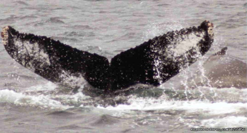 Humback Whale | Unique Lodging and Exciting Adventures in Alaska | Image #3/26 | 