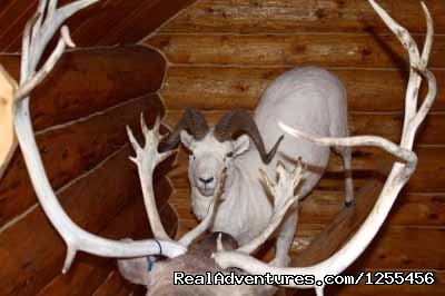 Wise Old Hunter Lodge | Unique Lodging and Exciting Adventures in Alaska | Image #11/26 | 