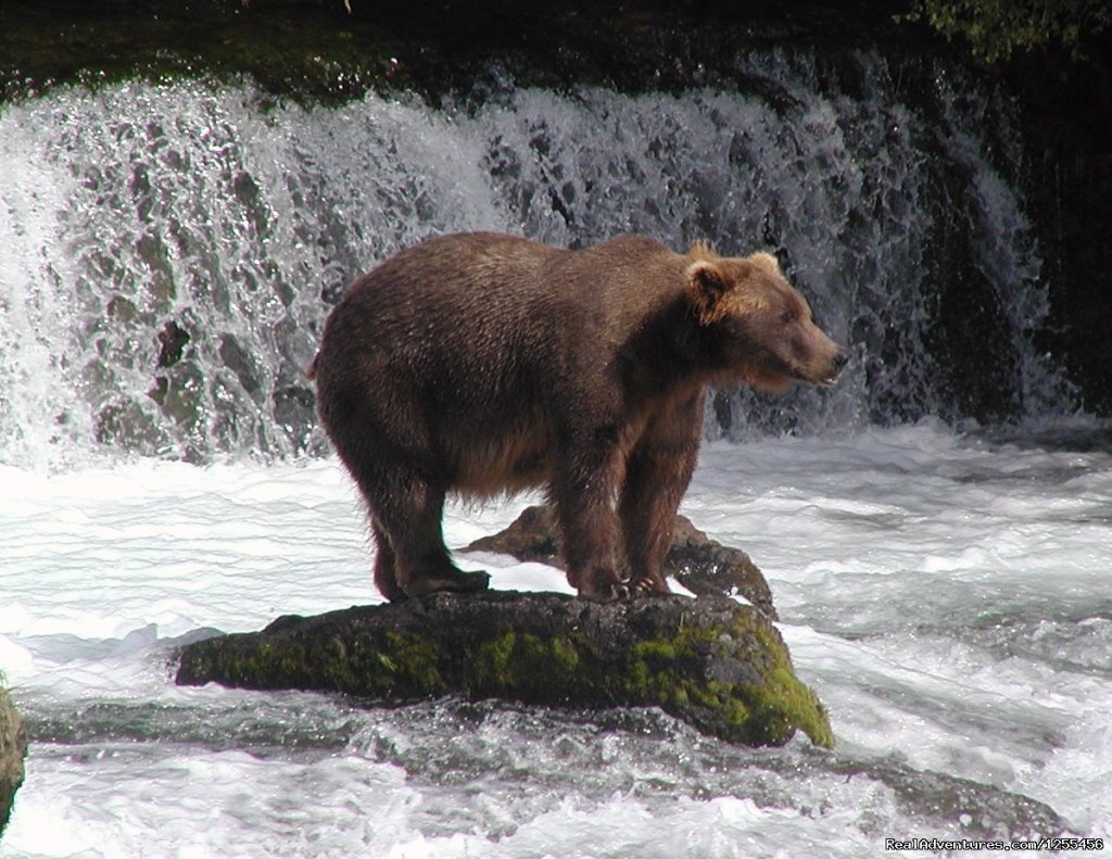 Coastal Brown Bears | Unique Lodging and Exciting Adventures in Alaska | Image #9/26 | 