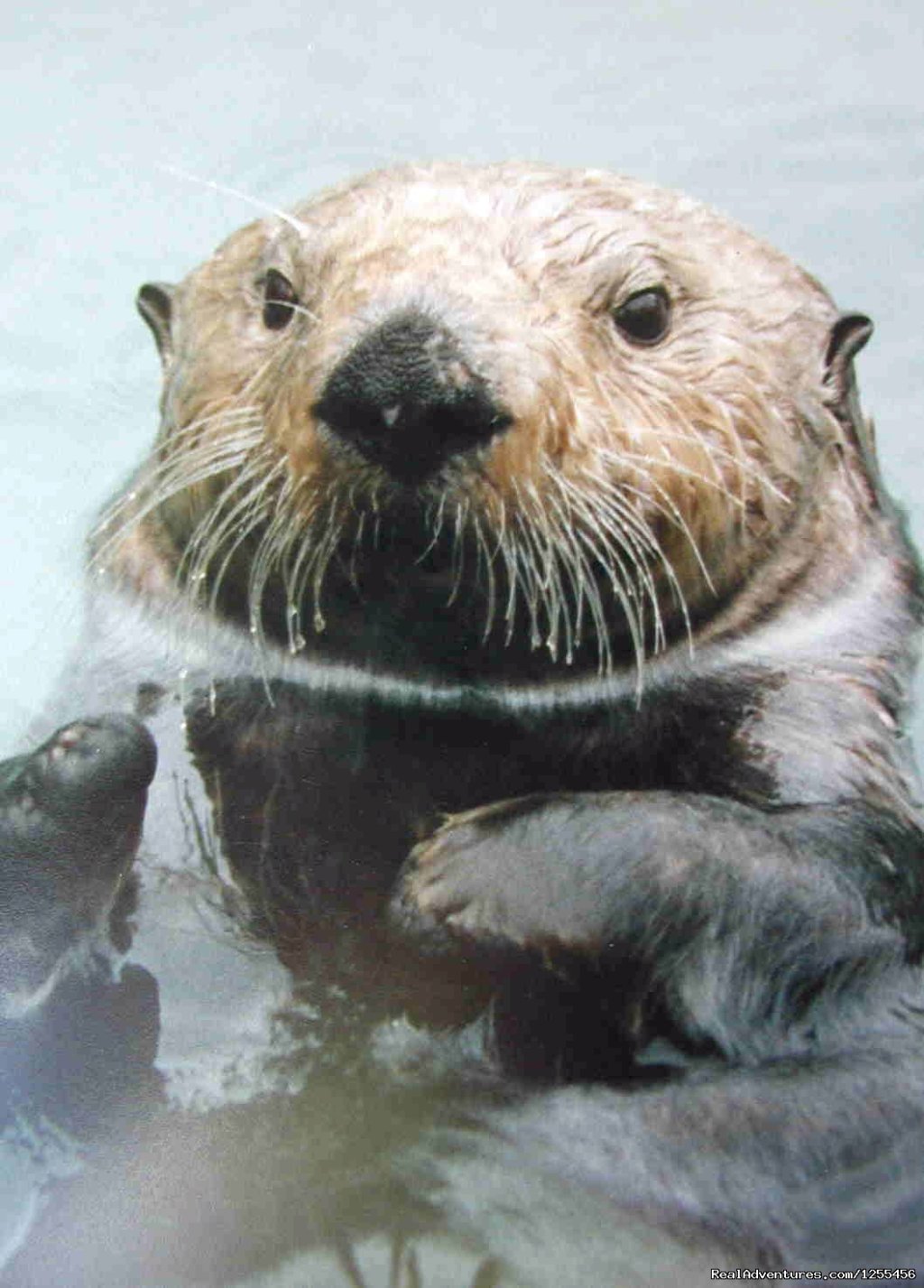 Sea Otter | Unique Lodging and Exciting Adventures in Alaska | Image #22/26 | 