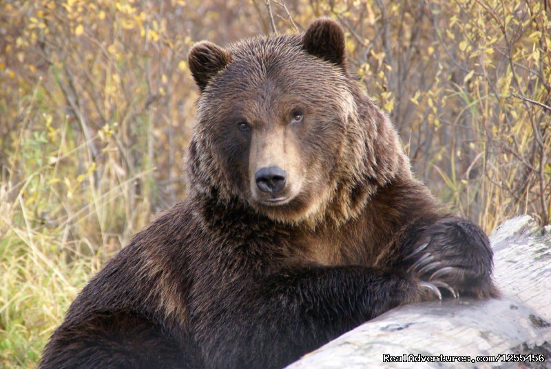 Brown Bear | Unique Lodging and Exciting Adventures in Alaska | Image #23/26 | 