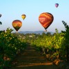 A Grape Escape Hot Air Balloon Adventure Wine country flight over grape vines