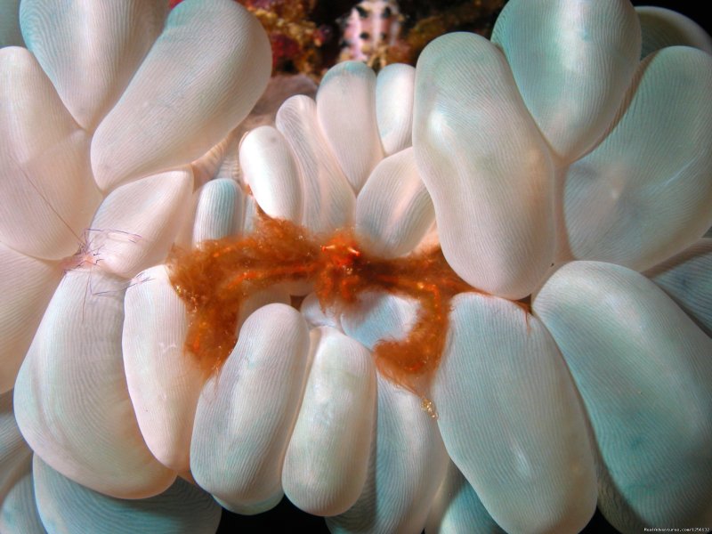 Underwater wonders: orangoutang crab | Romantic accommodation and incredible diving | Image #12/15 | 