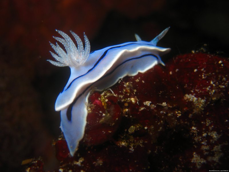 Underwater wonders: nudibranch | Romantic accommodation and incredible diving | Image #13/15 | 