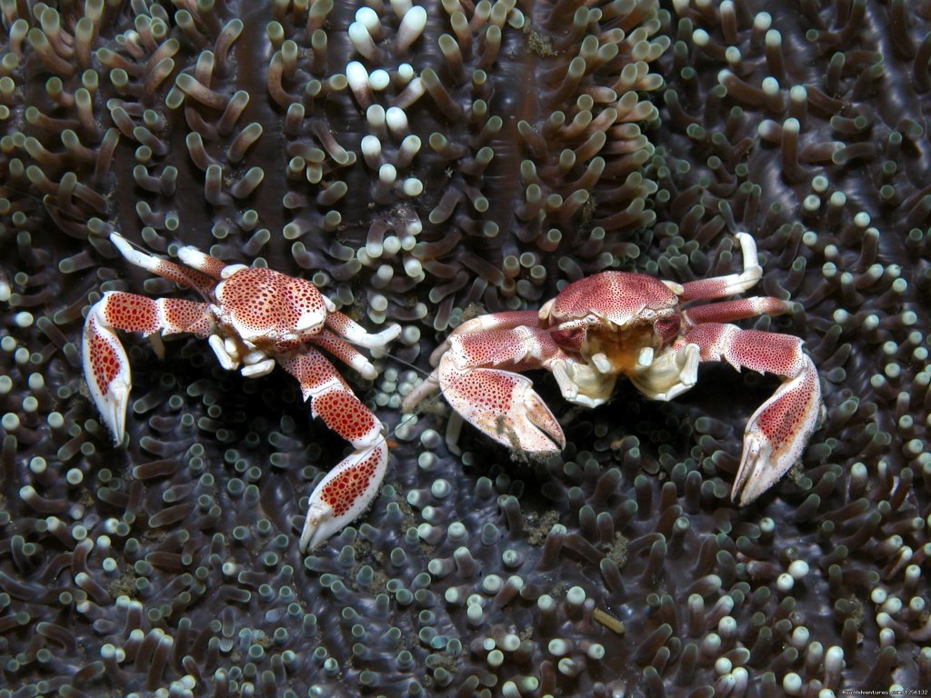 Underwater wonders: porcelain crabs | Romantic accommodation and incredible diving | Image #14/15 | 