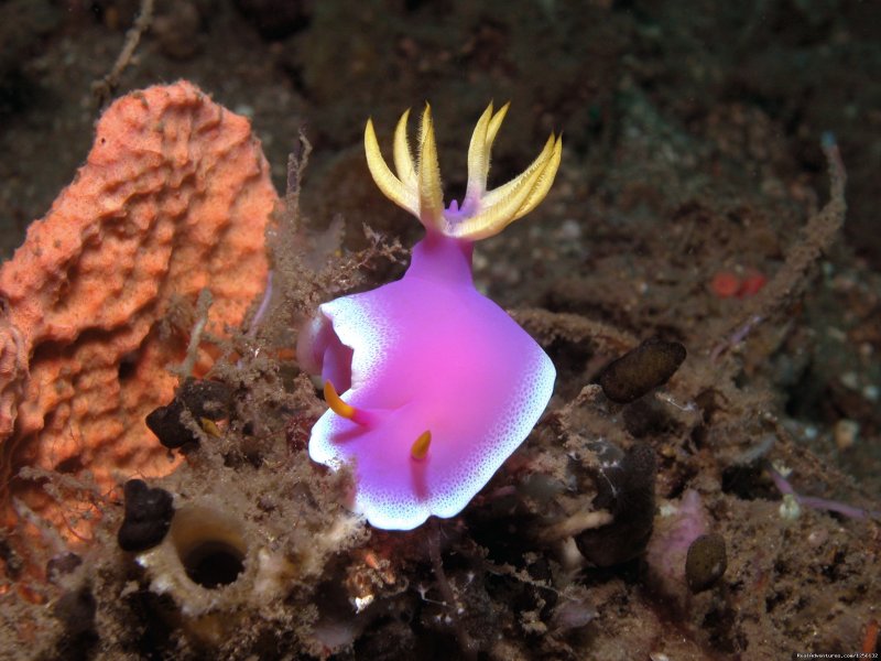Underwater wonders: nudibranch | Romantic accommodation and incredible diving | Image #15/15 | 