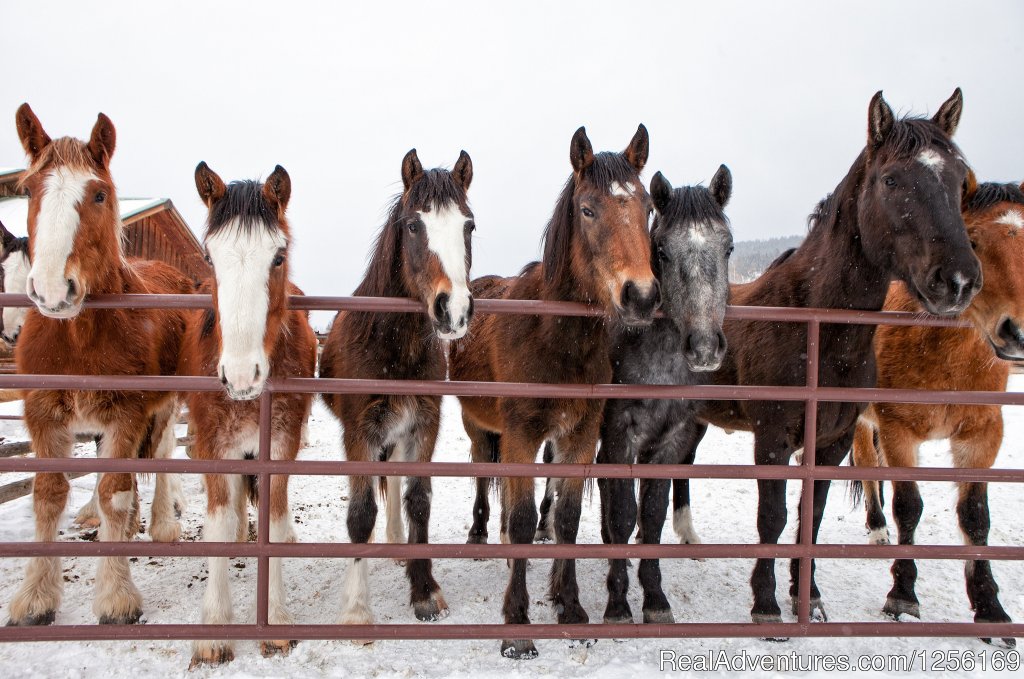 Horses Ready for Riding | The Home Ranch | Image #15/22 | 