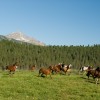 Lone Mountain Ranch Running the Herd below Lone Peak