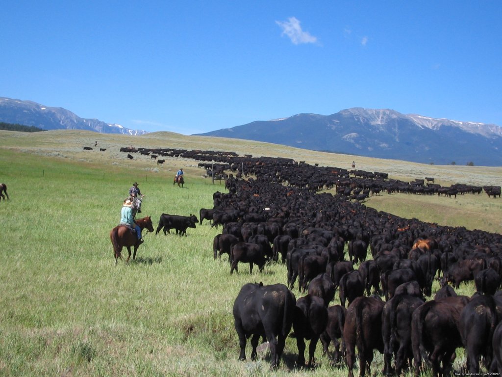 Lazy E-L Guest Ranch | Roscoe, Montana  | Horseback Riding & Dude Ranches | Image #1/12 | 