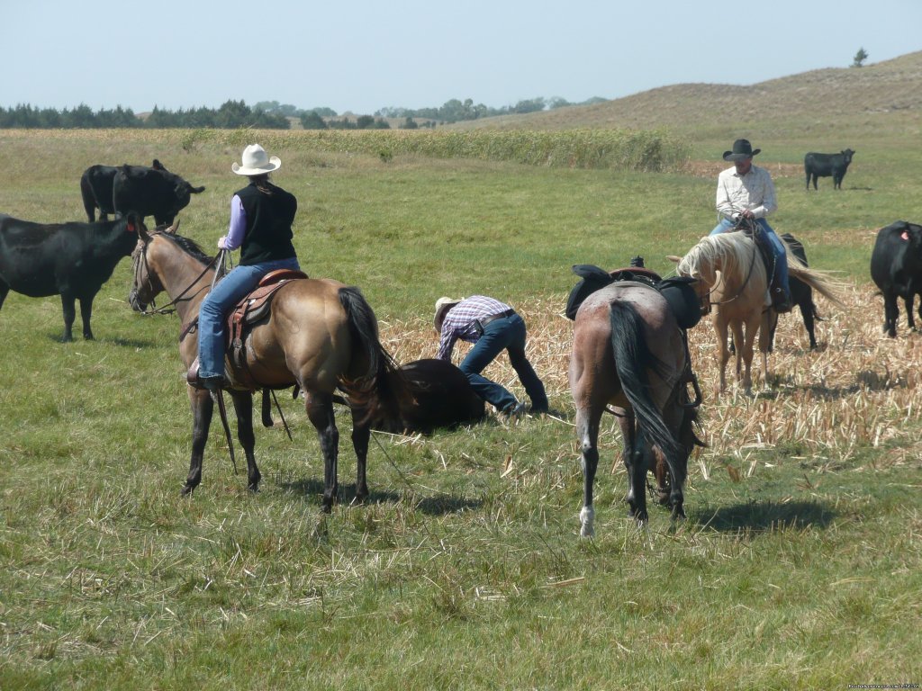 Doctoring in the pasture | Working Cattle Ranch Vacation At Rowse's 1+1 Ranch | Image #2/8 | 