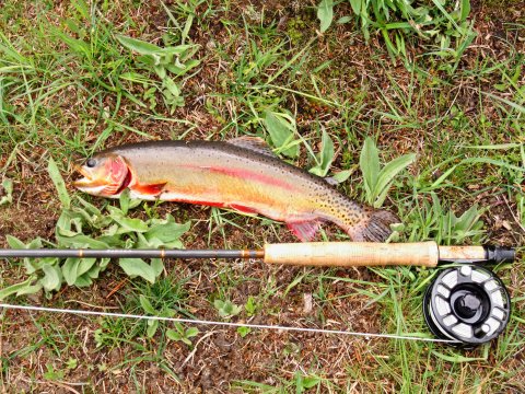 Nice Golden trout