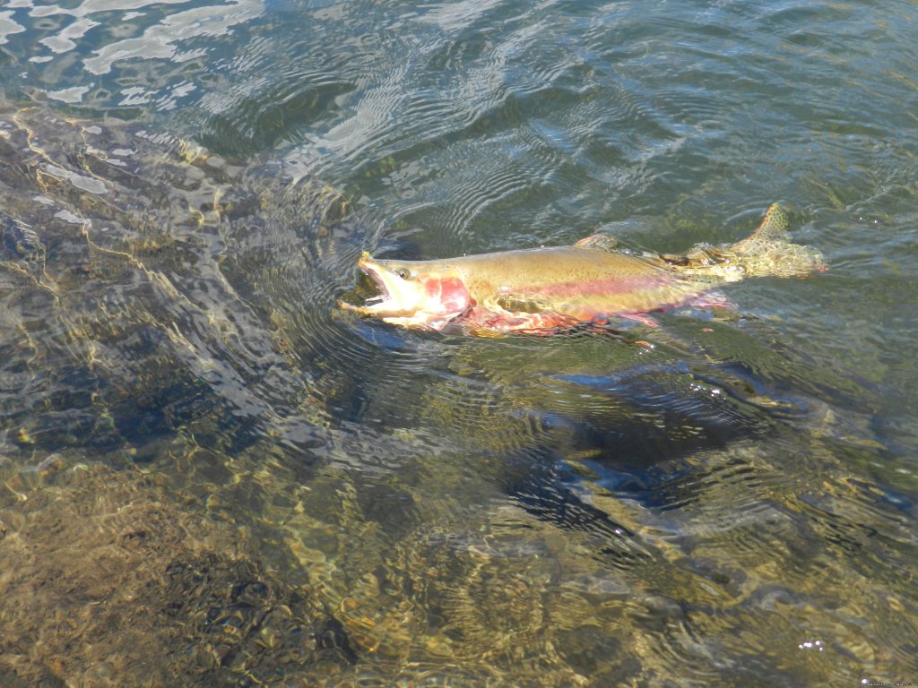 Golden trout | Mule Shoe Outfitters | Image #5/22 | 